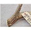 Image 3 : 79 2/8" Texas Low Fence Whitetail Shed Antler