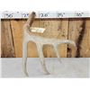 Image 4 : 79 2/8" Texas Low Fence Whitetail Shed Antler