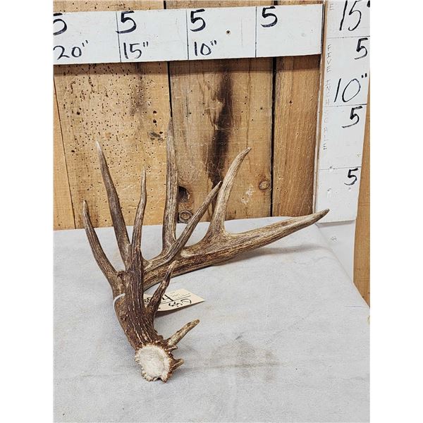 99" Texas Low Fence Whitetail Shed Antler