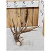 Image 1 : 99" Texas Low Fence Whitetail Shed Antler