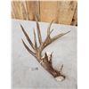 Image 2 : 99" Texas Low Fence Whitetail Shed Antler