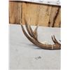 Image 3 : 99" Texas Low Fence Whitetail Shed Antler