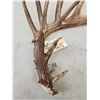 Image 4 : 99" Texas Low Fence Whitetail Shed Antler