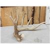 Image 1 : Big 107" Main Frame 6 Point Shed Antler