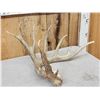 Image 2 : Big 107" Main Frame 6 Point Shed Antler