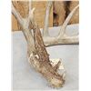 Image 3 : Big 107" Main Frame 6 Point Shed Antler
