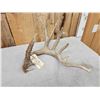 Image 4 : Big 107" Main Frame 6 Point Shed Antler