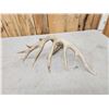 Image 5 : Big 107" Main Frame 6 Point Shed Antler