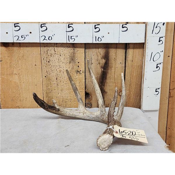 81" Wild Kansas Whitetail Shed Antler
