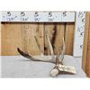 Image 1 : 81" Wild Kansas Whitetail Shed Antler