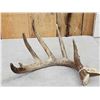 Image 2 : 81" Wild Kansas Whitetail Shed Antler