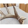 Image 3 : 81" Wild Kansas Whitetail Shed Antler