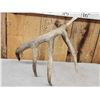 Image 4 : 81" Wild Kansas Whitetail Shed Antler
