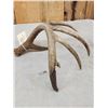 Image 5 : 81" Wild Kansas Whitetail Shed Antler