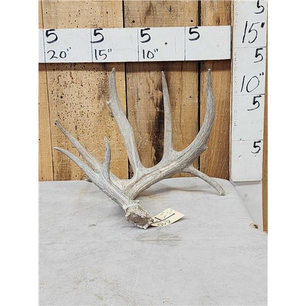 92 2/8" Texas Low Fence Whitetail Shed Antler