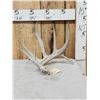 Image 1 : 92 2/8" Texas Low Fence Whitetail Shed Antler