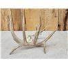 Image 3 : 92 2/8" Texas Low Fence Whitetail Shed Antler