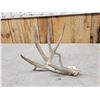 Image 4 : 92 2/8" Texas Low Fence Whitetail Shed Antler