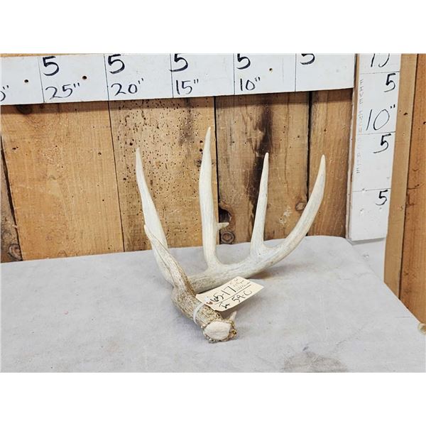 81" 5 Point Wild Kansas Whitetail Shed Antler