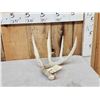 Image 1 : 81" 5 Point Wild Kansas Whitetail Shed Antler