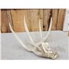 Image 2 : 81" 5 Point Wild Kansas Whitetail Shed Antler