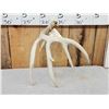 Image 3 : 81" 5 Point Wild Kansas Whitetail Shed Antler