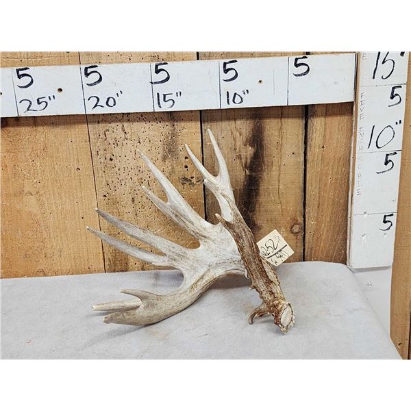 Monster 120" Whitetail Shed Antler
