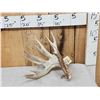 Image 1 : Monster 120" Whitetail Shed Antler