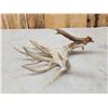 Image 2 : Monster 120" Whitetail Shed Antler