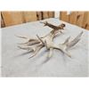 Image 3 : Monster 120" Whitetail Shed Antler