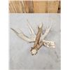 Image 4 : Monster 120" Whitetail Shed Antler
