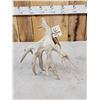 Image 5 : Monster 120" Whitetail Shed Antler