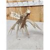 Image 6 : Monster 120" Whitetail Shed Antler