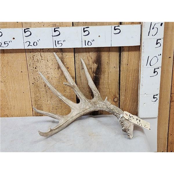 85 7/8" Low Fence Texas Whitetail Shed Antler