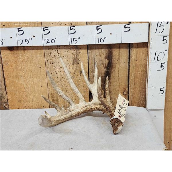 101" Whitetail Shed Antler