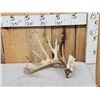 Image 1 : 101" Whitetail Shed Antler