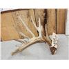 Image 2 : 101" Whitetail Shed Antler