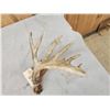 Image 3 : 101" Whitetail Shed Antler