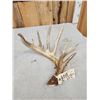 Image 4 : 101" Whitetail Shed Antler