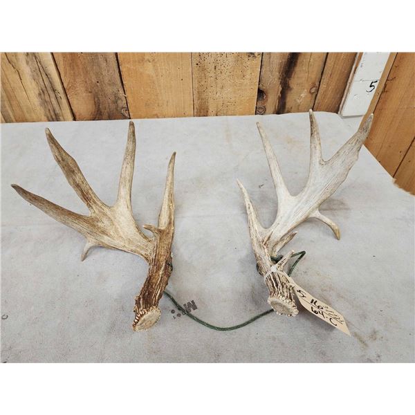 Palmated Wild Kansas Consecutive Whitetail Shed Antlers