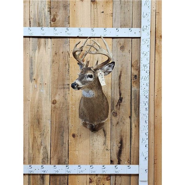 Cool Nontypical Whitetail Shoulder Mount Taxidermy
