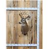 Image 1 : Cool Nontypical Whitetail Shoulder Mount Taxidermy