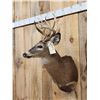 Image 2 : Cool Nontypical Whitetail Shoulder Mount Taxidermy