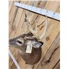 Image 3 : Cool Nontypical Whitetail Shoulder Mount Taxidermy