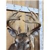 Image 4 : Cool Nontypical Whitetail Shoulder Mount Taxidermy