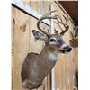 Image 5 : Cool Nontypical Whitetail Shoulder Mount Taxidermy