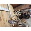 Image 6 : Cool Nontypical Whitetail Shoulder Mount Taxidermy
