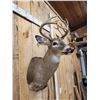 Image 7 : Cool Nontypical Whitetail Shoulder Mount Taxidermy
