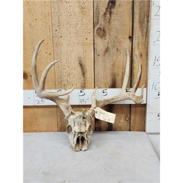 Main Frame 4x5 Whitetail Antlers On Skull With Unicorn Point