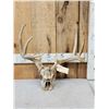 Image 1 : Main Frame 4x5 Whitetail Antlers On Skull With Unicorn Point